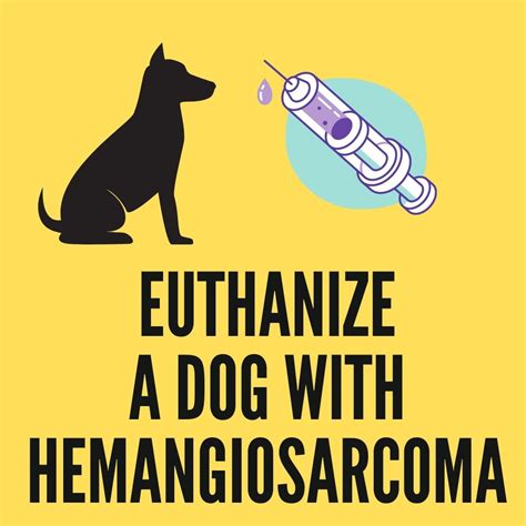 How To Euthanize A Dog With Hemangiosarcoma In 2024 Oxford Pets