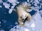 Eisbären: Die Lebensgrundlage schmilzt