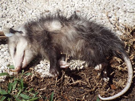 How To Kill A Possum In My House How To Get Rid Of Possums Opossums