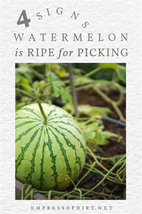 How To Tell Watermelon Is Ripe And Ready To Pick Empress Of Dirt