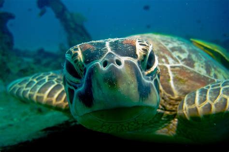 Sea Turtle Sea Turtle Shell Turtle Green Sea Turtle