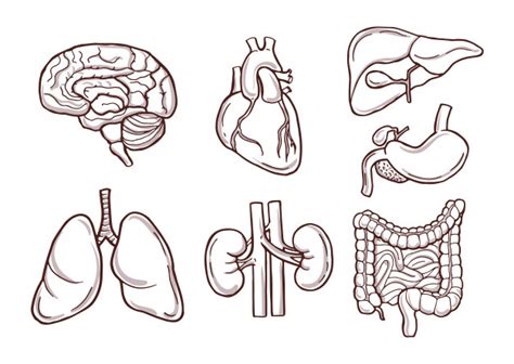 Órganos humanos fotos medicas Vector Premium Medical drawings Medical pictures Human anatomy