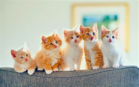2560x1600 Baby Cat Cats Cute Kitten Kittens Hd Wallpaper Rare