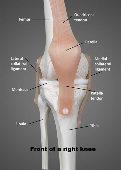 The knee is also a very common area for injury. The Knee | UT Health San Antonio