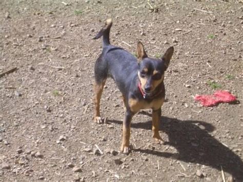 Miniature Pinscher Rodney Small Young Male Dog For Sale In