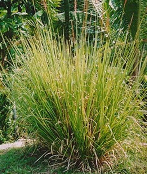 Vetiver Grass Chrysopogon Zizanioides Yandina Community Gardens