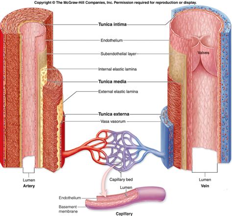 Carry blood away from the heart (always oxygenated apart from the pulmonary artery which goes from the heart to the lungs). Circulatory System - Mr. C's Biology Homepage