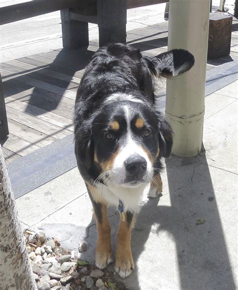 Border Collie Bernese Mountain Dog Mix Puppies All About The