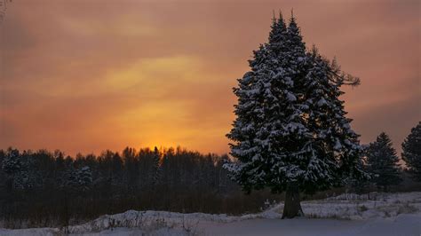 Evening Snow Spruce 4k Hd Winter Wallpapers Hd Wallpapers Id 53577
