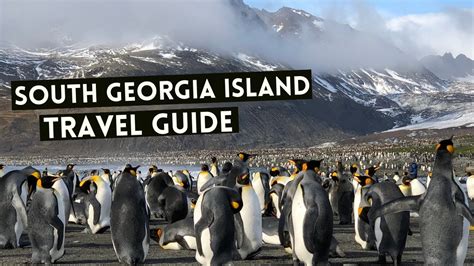 South Georgia Island Travel Guide Cruises And Everything You Need To Know Youtube