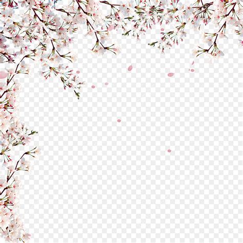 Pink Cherry Blossoms White Transparent Pink Fresh Cherry Blossom