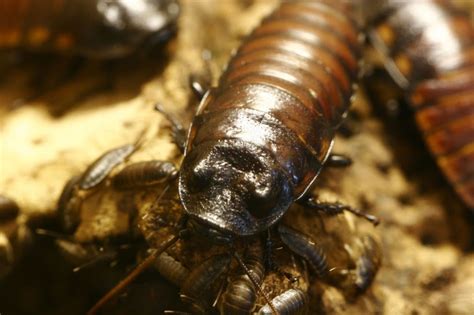 If you have heard stories of rigged casinos then you have almost certainly heard of some of the smaller casinos that have been exposed. big boss: biggest cockroach in the world