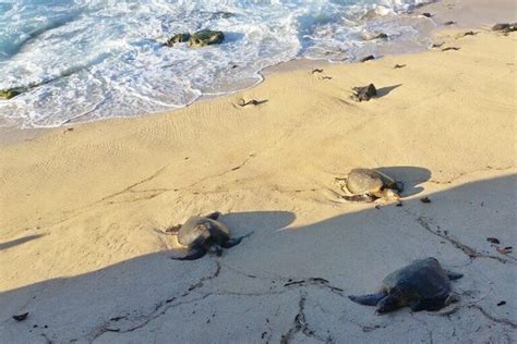 Turtle Beach In Maui Hookipa Turtles Where To See Turtles On Beach