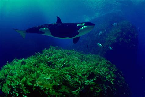 Killer Whale Orcinus Orca Underwater By David Fleetham