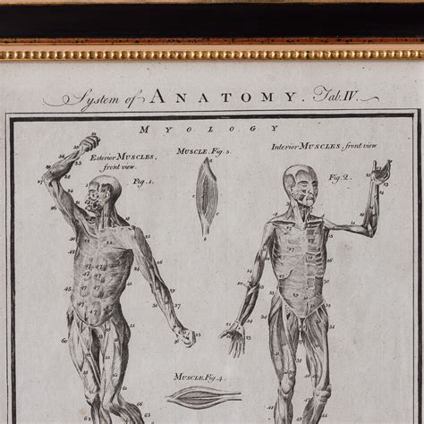 Original Th Century Anatomy Print Lassco England S Prime