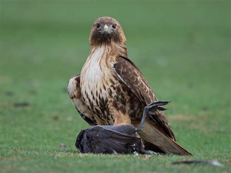 Submitted 11 months ago by ehabib26. Red Cliffs Desert Reserve » Red-tailed Hawk (Buteo jamaicensis)