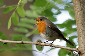 Résultat d’images pour oiseaux de france