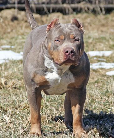 This coloring is often referred to as dappled or mottled. PITBULL PUPPIES BIG PUPS XL BLUE