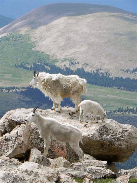 52 Best Goats Mountain Goat Images On Pinterest Animal