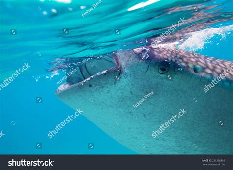 Underwater Shoot Gigantic Whale Sharks Rhincodon Stock Photo 221398885