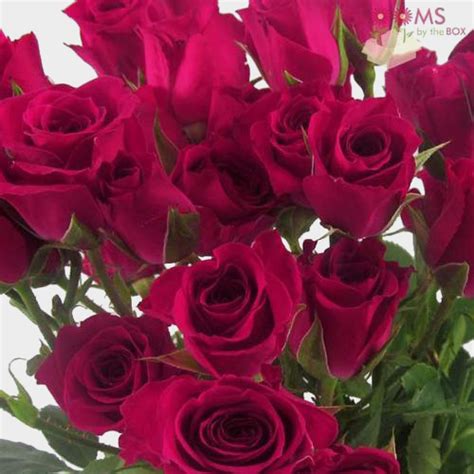 Wholesale Spray Rose Hot Pink 50cm Blooms By The Box