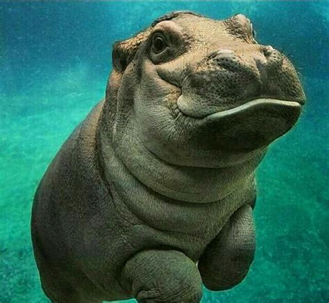 Happy Hippo Baby Animals Pictures Cute Animal Pictures Animals And