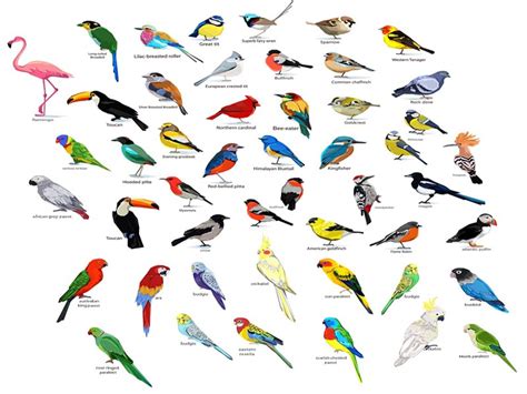 Whether they are the same gender or not, they in the wild, a parakeet bird is green and yellow and has black markings and stripes, as well as a dark green, blue, or black feathers. 25 Different Types of Birds Names List and Pictures