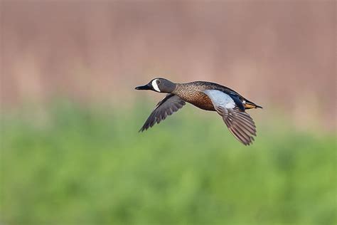 Drake Blue Winged Teal In Flight Photograph By Ronnie Maum