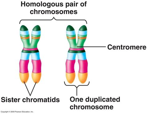 What Is A Meaning Of Homologous Chromosome In Meiosis