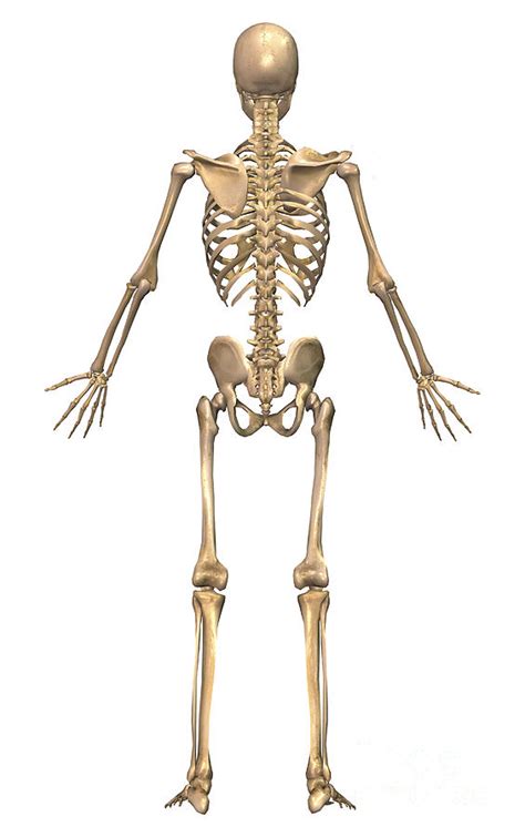 Human Skeletal System Back View Digital Art By Stocktrek Images