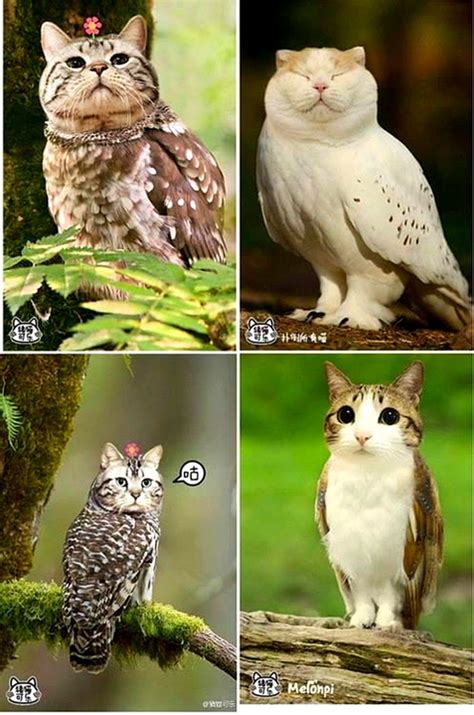 Owls are a lot like cats when it comes to hunting. 5 Chinese words you didn't expect to see a cat in!