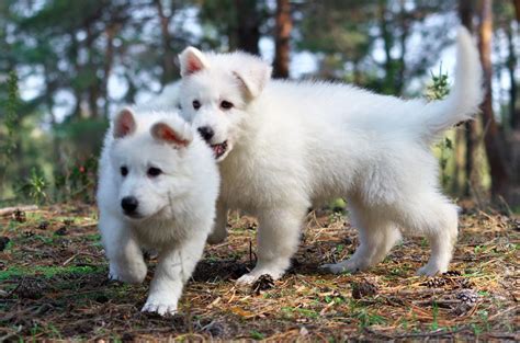 Wonderful Puppies American Canadian White Shepherd Bso Buy On