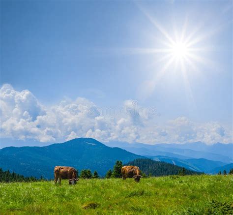 Green Mountain Pasture At The Summer Day Stock Photo Image Of Prairie