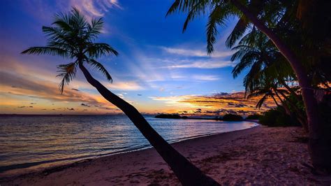 Download Beach Sunset Desktop Background Palm Trees Laptop Background