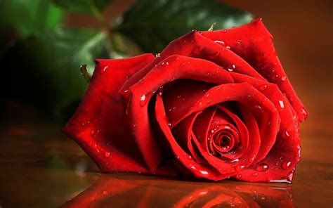 Find and download rose background on hipwallpaper. Best Red Roses Wallpapers Natural Full HD Download Free ...