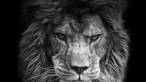 Angry Lion Wallpapers Kolpaper Awesome Free Hd Wallpapers