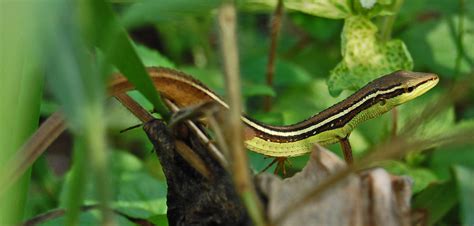 Takydromus Sexlineatus Heevis