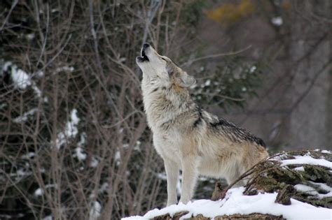 Gray Wolf Protection Ends Ehuntr