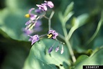 bittersweet nightshade, Solanum dulcamara (Solanales: Solanaceae) - 1558037
