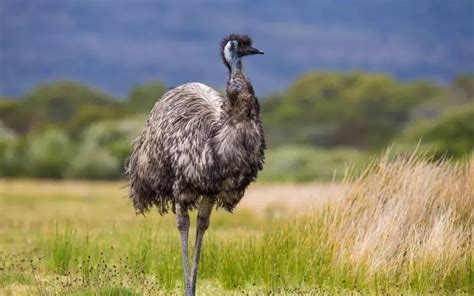 Emu History Facts Size Habitat Classification And Much More