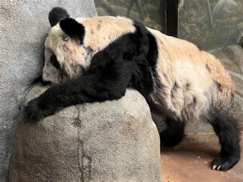 Giant Pandas Yaya And Lele To Return To China In 2023