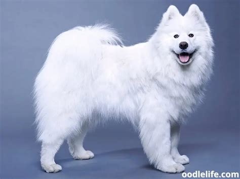 10 Real Dogs That Look Like A Polar Bear Pictures Oodle Life