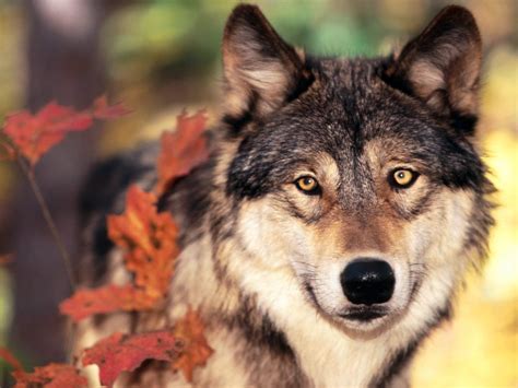 Wolf Autumn Leaves Wallpapers Hd Desktop And Mobile Backgrounds