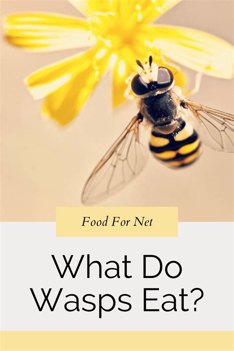 What Do Wasps Eat How To Keep Yourself And Your Home Safe Food For Net