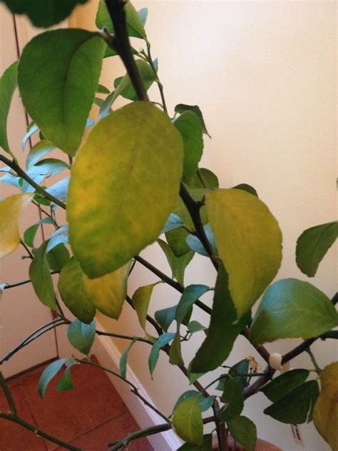 Yellowing Leaves Lemon Tree Indoors