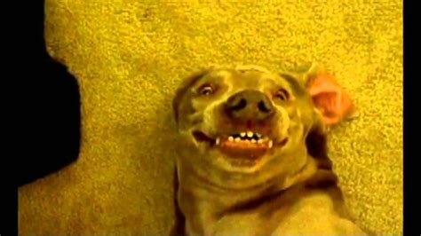 Smiling Dog Says Be Blunt Straight Forward Tell It Like It Is Youtube