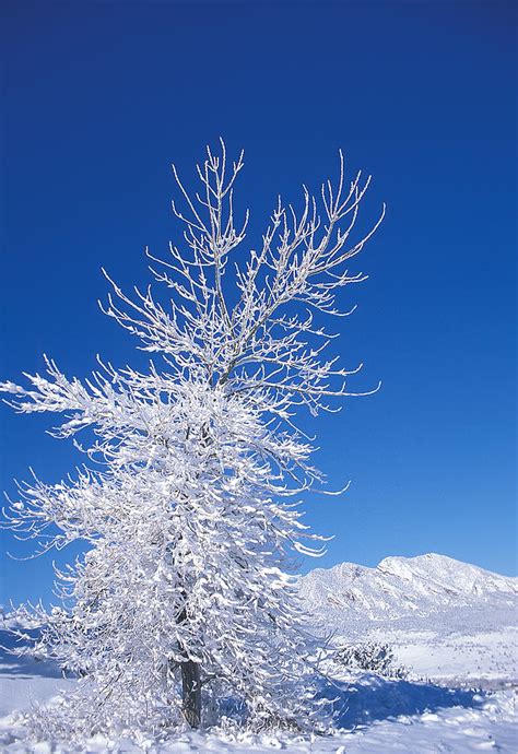 Frosted Tree Photograph By Mark Dornblaser Fine Art America