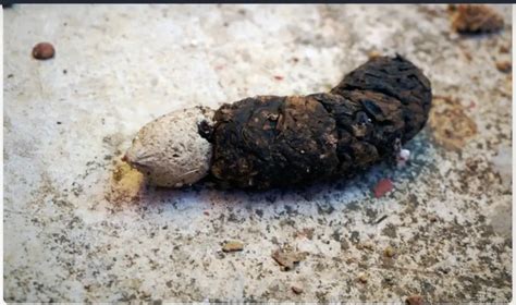 Short White Worms In Dog Poop Causes And Treatment Petsmartgo