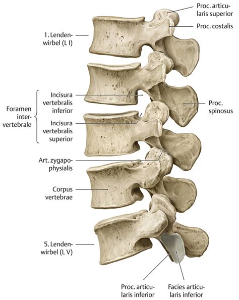 Wie hochpreisig ist thieme anatomie? Lendenwirbelsäule (Anatomie) - eRef, Thieme