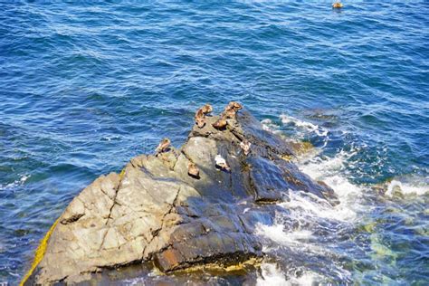 Ocean Waves And Rocks Along Coastline In Portland Maine Stock Image